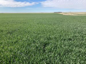 Agricultural Real Estate in Yuma County Colorado